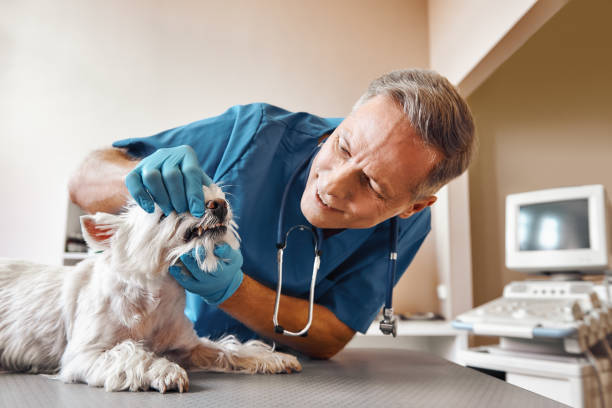 Best Chipped Tooth Repair Near Me  in Knoxvle, IL